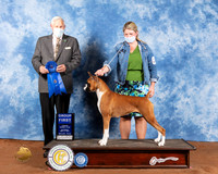 Boxer #14 Sat G1 Judge Brian Meyer