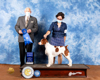 Brittany #5 Sat G1 Judge Brian Meyer