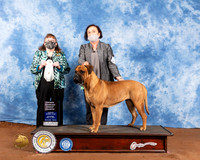 Bullmastiff #10 Sat BOB OHG4 Judge Cindy Meyer