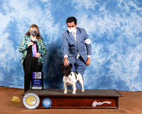 French Bulldog #29 Sat WD NCh Judge Cindy Meyer