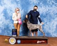 German Shorthaired Pointer #18 Sat OHG1 Judge Helen Dorrance