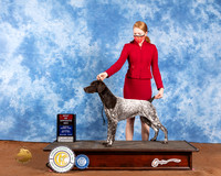 German Shorthaired Pointer #26 Sat BOS Judge Helen Dorrance