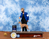 Italian Greyhound #7 Sat OHG1 Judge Cindy Meyer