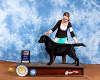 Labrador Retriever #18 Sat BOB Judge Brian Meyer