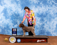 Lagotto Romagnolo #10 Sat BOS Judge Brian Meyer