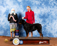 Rottweiler #14 Sat BOS Judge Jan Paulk