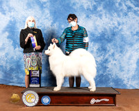 Samoyed #16 Sat BOB Judge Jan Paulk