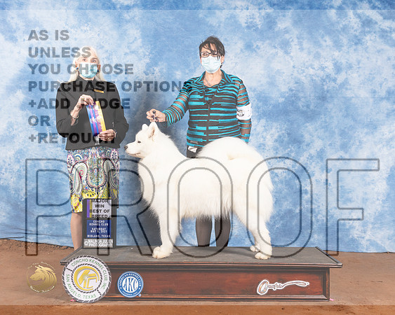 Samoyed #16 Sat BOB Judge Jan PaulkMMJ_1005-MdlndM792021_HR3