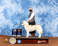 Siberian Husky #6 Sat BOW BOBOH Judge Jan Paulk