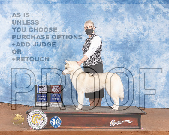 Siberian Husky #6 Sat BOW BOBOH Judge Jan PaulkMMJ_1048-MdlndM792021_HR3