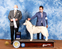 Siberian Husky #7 Sat G4 Judge Brian Meyer