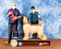 Afghan Hound #5 Sat Judge Col Joe Purkhiser