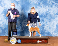 Basenji #12 Sat G4 Judge Col Joe Purkhiser