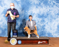 Beagle 13 #6 Sat G3 Judge Col Joe Purkhiser