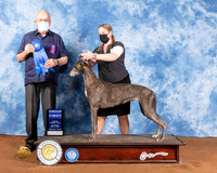 Greyhound #6 Sat G1 Judge Col Joe Purkhiser