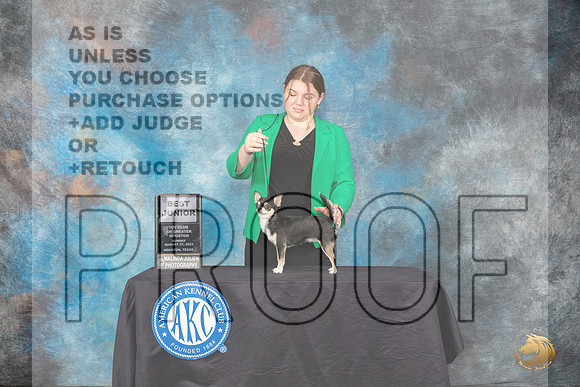 Chihuahua #J804 Sunday Best Junior Judge Doris Cozart_JP_0889_ToyHstn2023_HR3