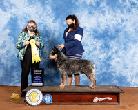 Australian Cattle Dog #5 Sat G3 Judge Cindy Meyer