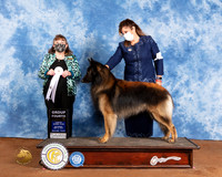 Belgian Tervuren #7 Sat G4 Judge Cindy Meyer
