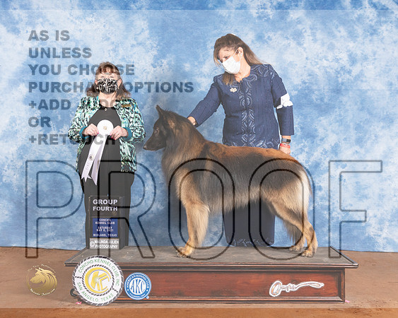Belgian Tervuren #7 Sat G4 Judge Cindy MeyerMMJ_1190-MdlndM792021_HR3