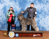 Bouvier des Flandres #6 Sat G2 Judge Cindy Meyer