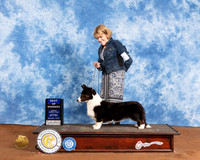 Cardigan Welsh Corgi #10 Sat WB BOW Judge Brian Meyer