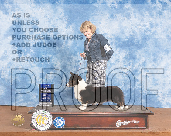 Cardigan Welsh Corgi #10 Sat WB BOW Judge Brian MeyerMMJ_1195-MdlndM792021_HR3