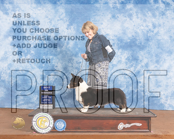 Cardigan Welsh Corgi #10 Sat WB BOW Judge Brian MeyerMMJ_1196-MdlndM792021_HR3