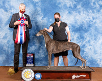 Greyhound #6 Sat BIS Judge Jon Cole