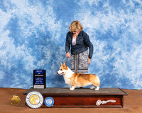Pembroke Welsh Corgi #5 Sat BOW Judge Col Joe Purkhiser