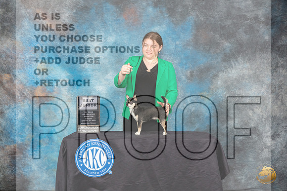 Chihuahua #J804 Sunday Best Junior Judge Doris Cozart_JP_0892_Toy Houston2023_HR3