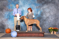 Rhodesian Ridgeback #6 OHG4 Fri Judge Doug Broadfoot