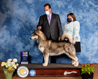 Alaskan Malamute #9 Sun BOW NCh Judge Brian Meyer