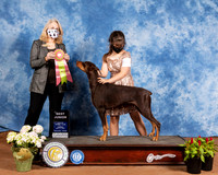 Doberman Pinscher #J501 Sun BJr Judge Pamela Wilson