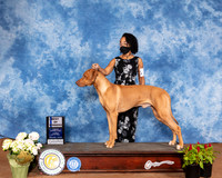 Rhodesian Ridgeback #5 Sat BOW Judge Jon Cole