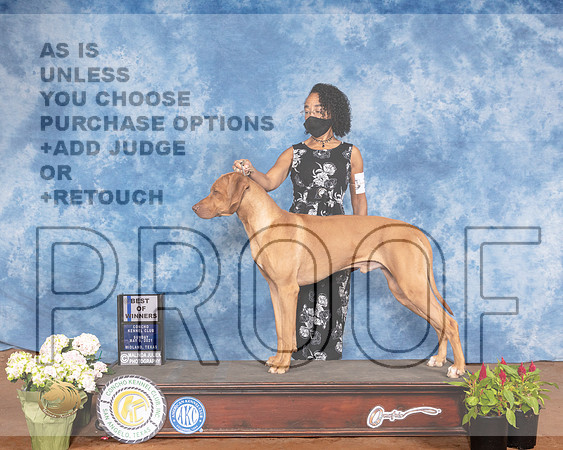Rhodesian Ridgeback #5 Sat BOW Judge Jon ColeMMJ_1270-MdlndM792021_HR3
