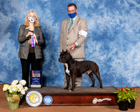 American Staffordshire Terrier #5 Sun BOS Judge Jan Paulk