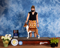 Basenji #15 Sun BOS Judge Jon Cole
