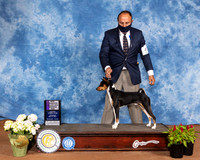 Basenji #5 SatR BOS Judge Jan Paulk