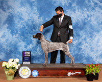 German Shorthaired Pointer #20 Sun WB Maj Judge Jan Paulk