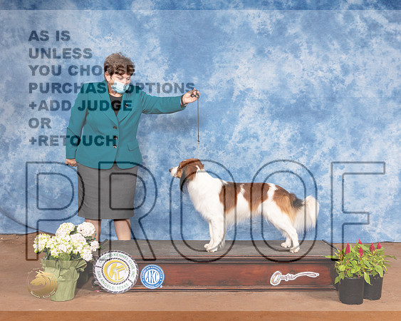 Nederlandse Kooikerhondje SunMMJ_1352-MdlndM792021_HR3