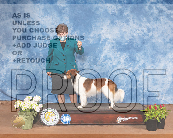 Nederlandse Kooikerhondje SunMMJ_1355-MdlndM792021_HR3
