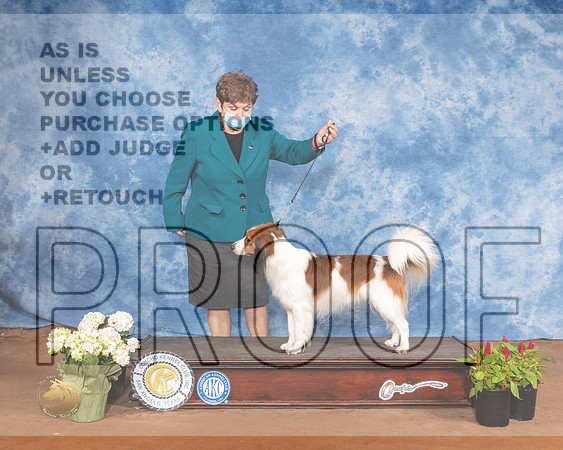 Nederlandse Kooikerhondje SunMMJ_1357-MdlndM792021_HR3