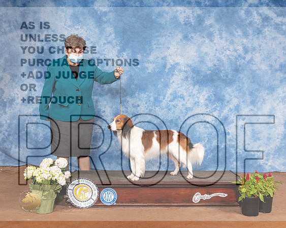 Nederlandse Kooikerhondje SunMMJ_1364-MdlndM792021_HR3