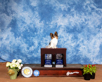 Papillon #11 Sun BOW Judge Col Joe Purkhiser