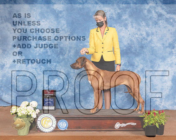 Rhodesian Ridgeback #12 Sun BOS Judge Jon ColeMMJ_1324-MdlndM792021_HR3