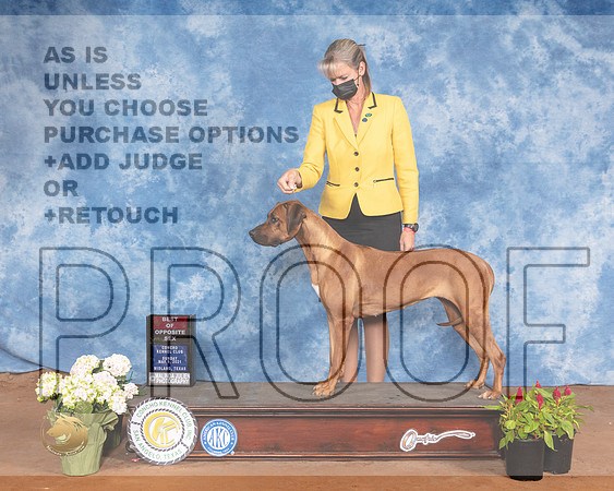 Rhodesian Ridgeback #12 Sun BOS Judge Jon ColeMMJ_1325-MdlndM792021_HR3
