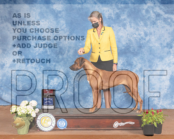 Rhodesian Ridgeback #12 Sun BOS Judge Jon ColeMMJ_1326-MdlndM792021_HR3