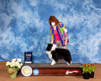Shetland Sheepdog #5 Sun BOB Judge Cindy Meyer