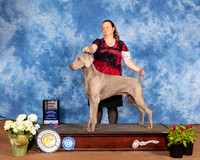 Weimaraner #9 Sun BOB Judge Jan Paulk