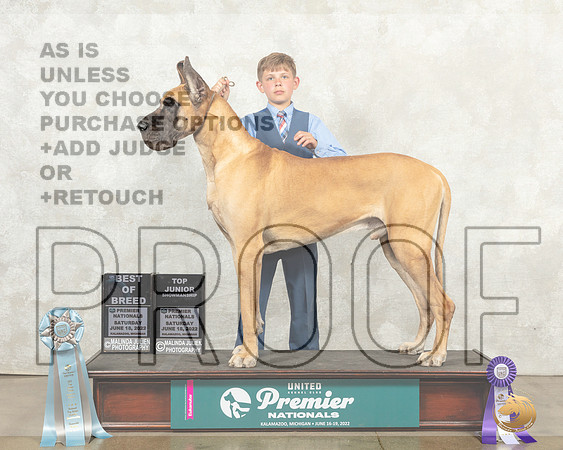 Great Dane #933 Sat JrBOB__MJ_9295_Premier_2022_HR3